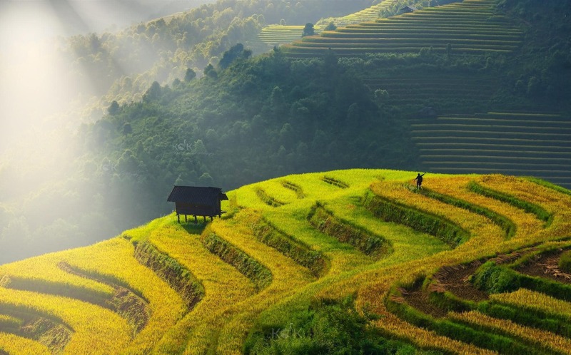 The rice terraces of Sapa