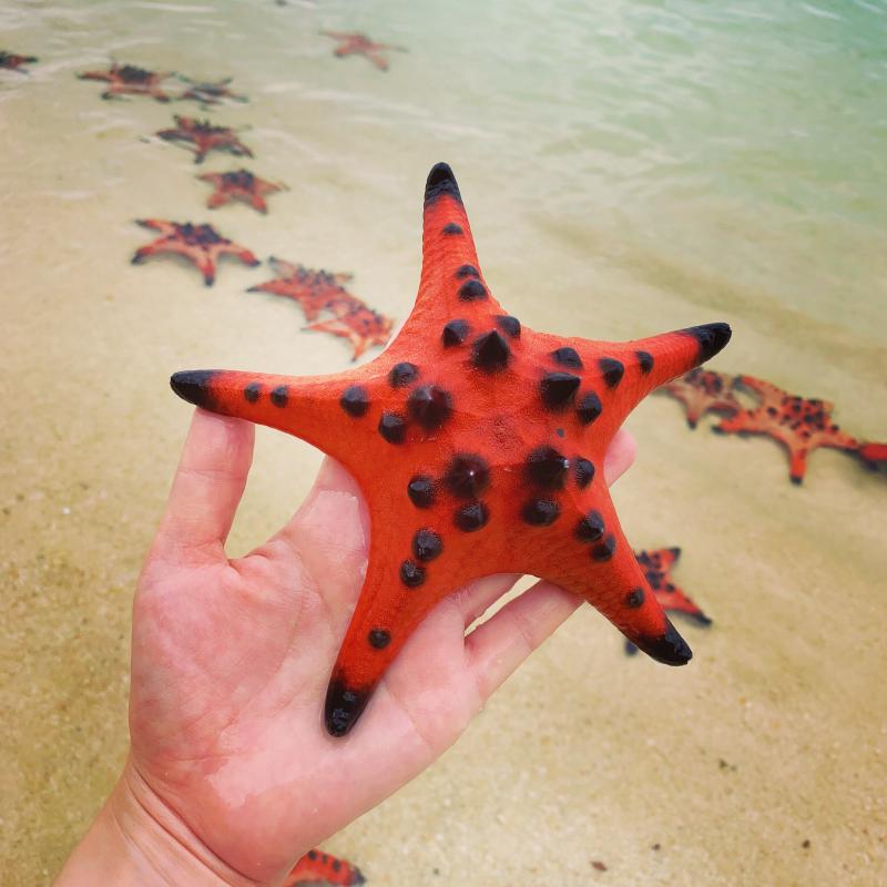 starfish in rach vem