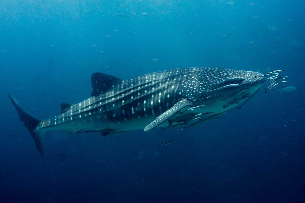 whale sharks