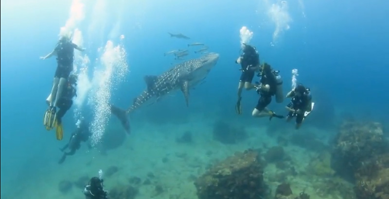 whale sharks thailand