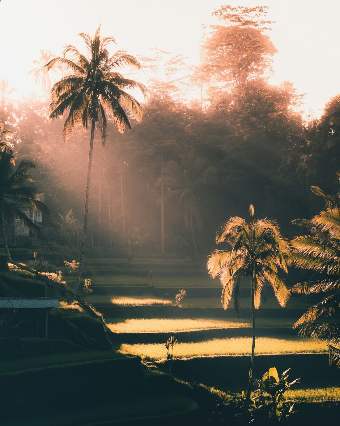 Bali, beyond its beaches, a land of rice fields and peaceful life.