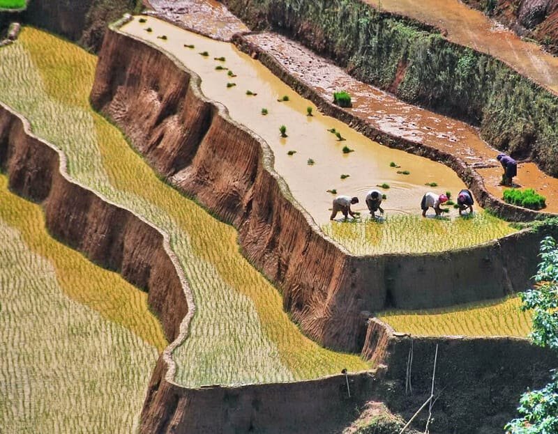Terraced fields, north vietnam, water pouring season