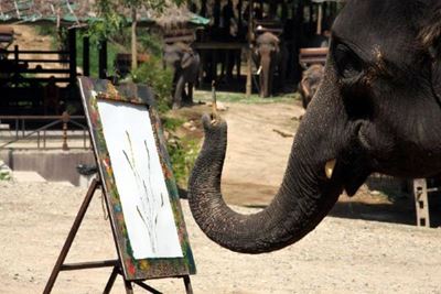 Campamento de elefantes en Chiang Mai