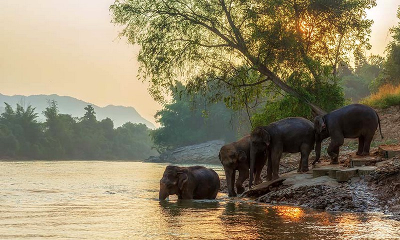 grupo de elefantes chiang mai