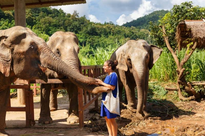 una turista con elefantes en chiang mai
