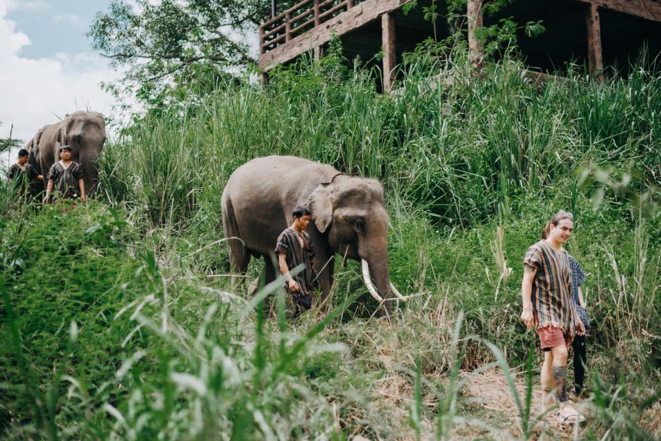 Campamento de elefantes en Chiang Mai: vive una aventura inolvidable