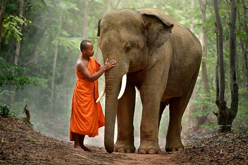 Elephant and monk in Laos