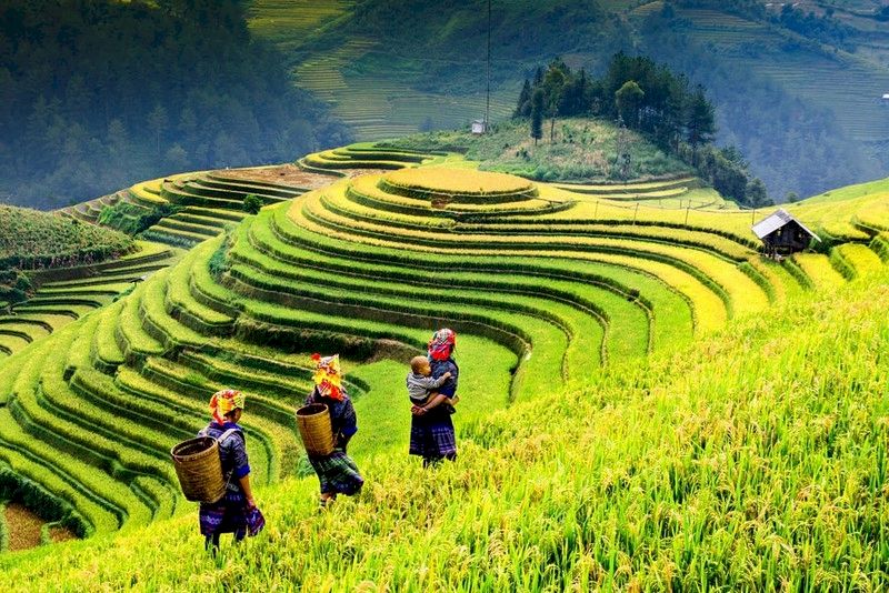 campo de arroz en vietnam