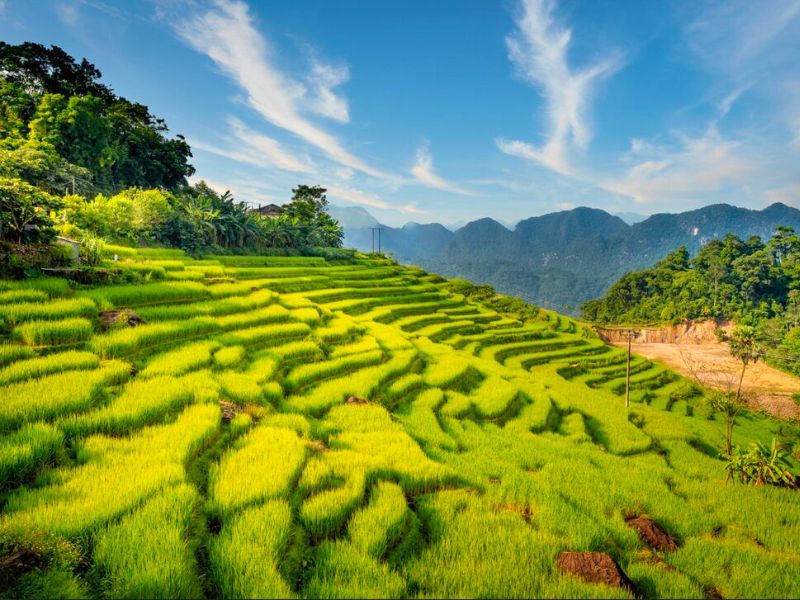 terrazas de arroz en norte de vietnam