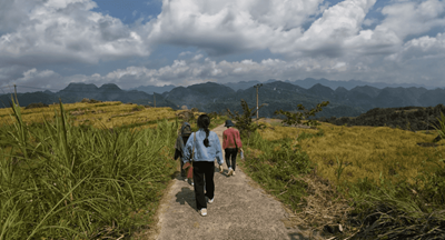 Trekking amidst golden rice fields ready for harvest