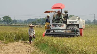 Los agricultores cosechan arroz