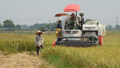 Witnessing traditional rice harvesting in the lush fields of Vietnam.