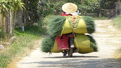 Una imagen auténtica del campo vietnamita