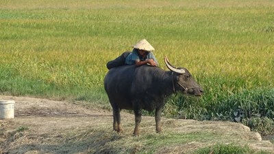 A peaceful moment with a farmer and his water buffalo in the Vietnamese countryside