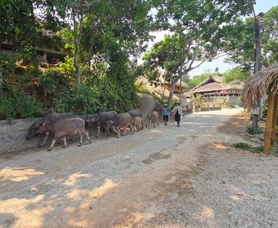 Peaceful life in Vietnam unfolds like a serene painting