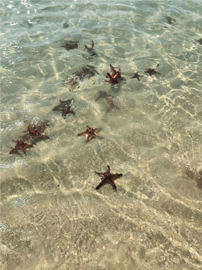 Dozens of sea stars in Phu Quoc