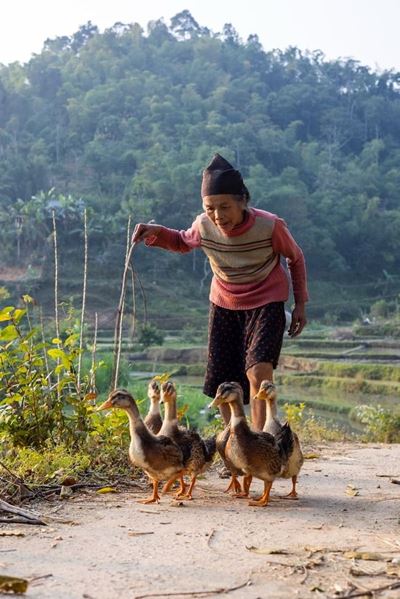 La foto de una lugañera pastoreando patos en Mai Chau