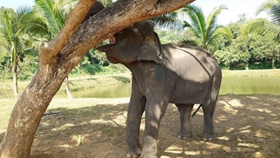 Fin del viaje en Tailandia. Visitamos el campo de entrenamiento de elefantes.