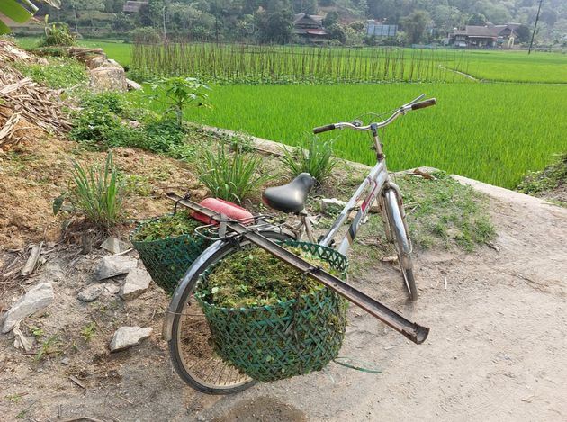 En una tranquila zona rural de Vietnam