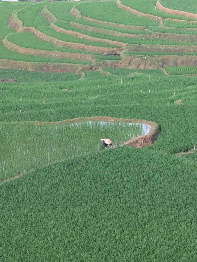 The rice fields of Sapa stole our hearts