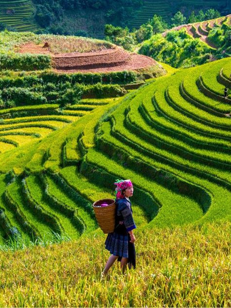 Arrozales en terrazas