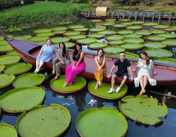 Phitsanulok's Giant Water Lilies