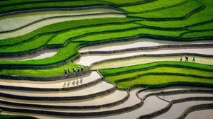 Spectacular terraced rice fields