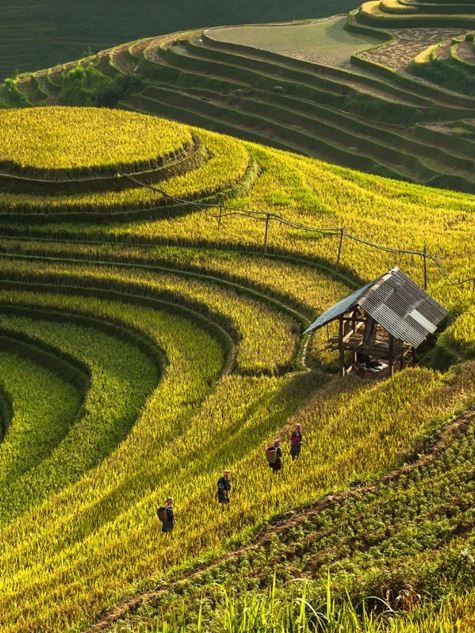 Imponentes terrazas de arroz