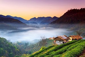 Chiang Rai : where blossoms paint hills in a colorful symphony of nature.