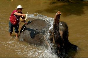 Al visitar Chiang Mai, puede encontrar los elefantes lindos