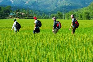 Paseo por campos de arroz verdes