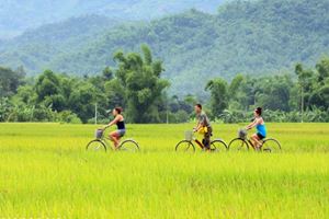 Paseo en bicicleta por campos de arroz.
