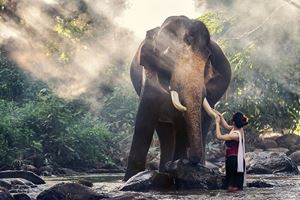 Puedes comunicarte con los elefantes lindos al llegar a Chiang Mai