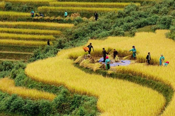 Cosecha de arroz en Sapa