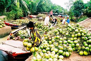 Comercio de coco en Ben Tre, Vietnam