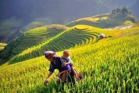 Vietnam Hill Tribe & Trekking Itinerary in 5 Days