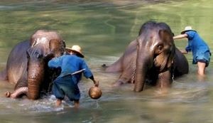 Chiang Mai se conoce como el hogar de los elefantes
