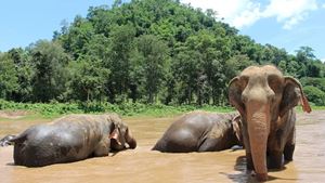 Los elefantes son cuidados en un entorno favorable en el Parque Natural