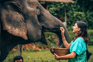 Conocer elefantes es una actividad indispensable en Chiang Mai.