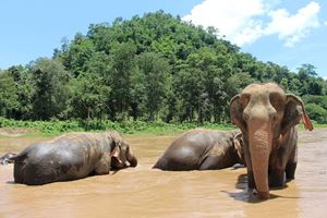 Chiang Mai in northern Thailand is home to cute elephants