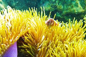 Hermosos arrecifes de coral submarinos frente a la costa de Phu Quoc