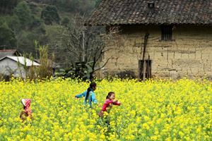 Embarking on epic treks through Ha Giang's beautiful flower field