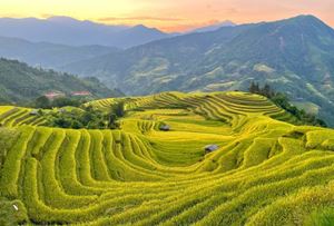 Hoang Su Phi alberga magníficas terrazas de arroz