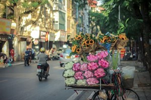 Lotus blooms at the vibrant streets of Hanoi