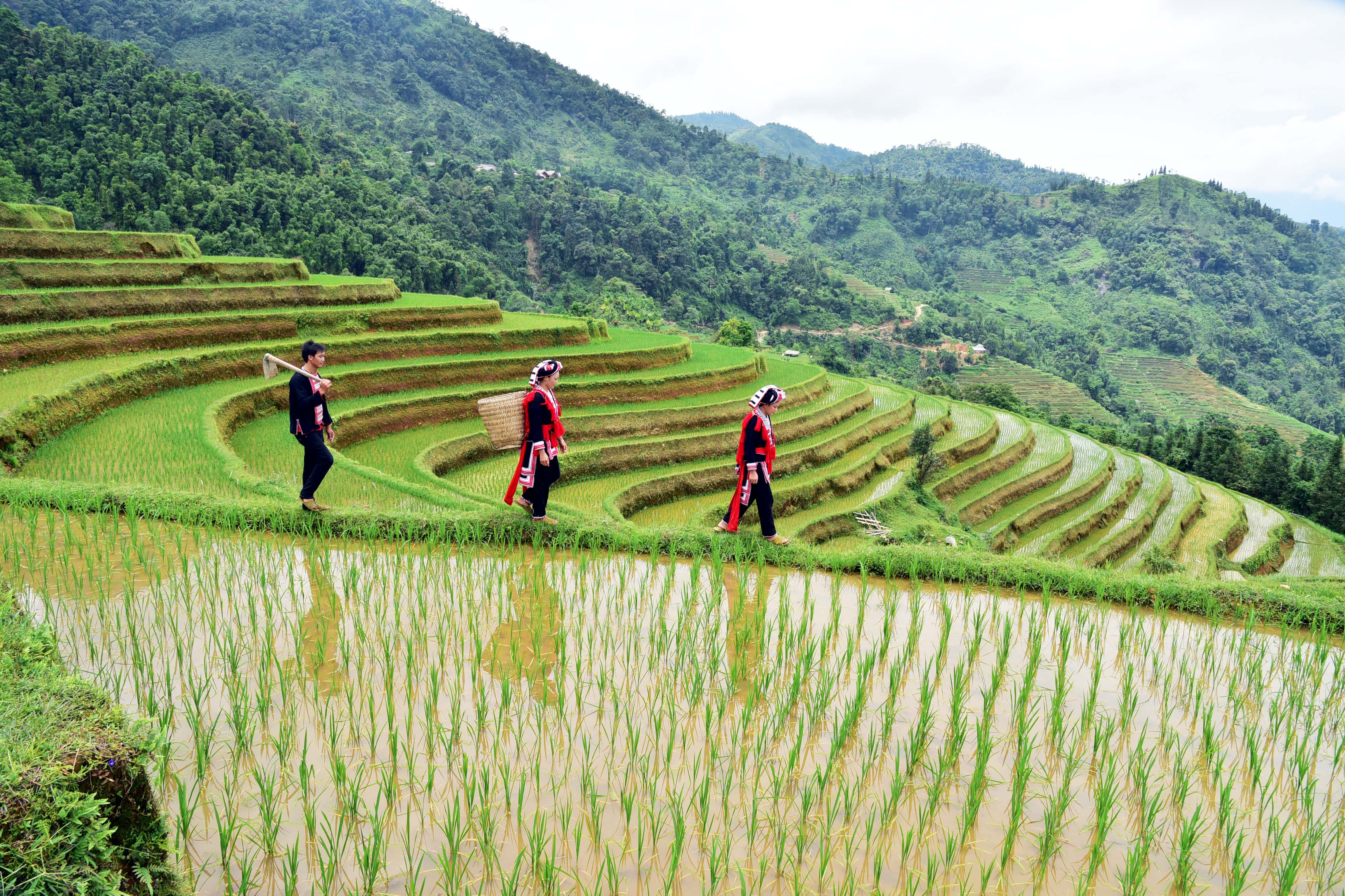 Excursión por Hoang Su Phi - Ha Giang