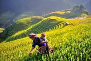 Cascading terraced fields in Northern Vietnam