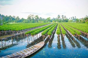 Jardín de flores en el Delta del Mekong