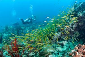 Buceo en Koh Kooh en los días libres