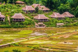 Rice fields and stilt houses in picturesque Mai Chau