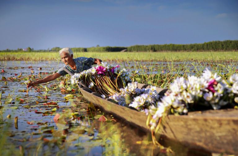  The flower harvesting scene